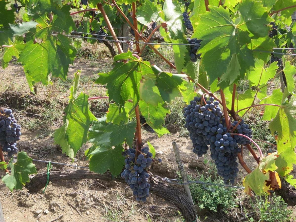 Agriturismo Il Colle Poggio Alla Croce Exterior foto